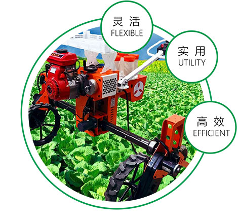 垂直移栽  存活率高